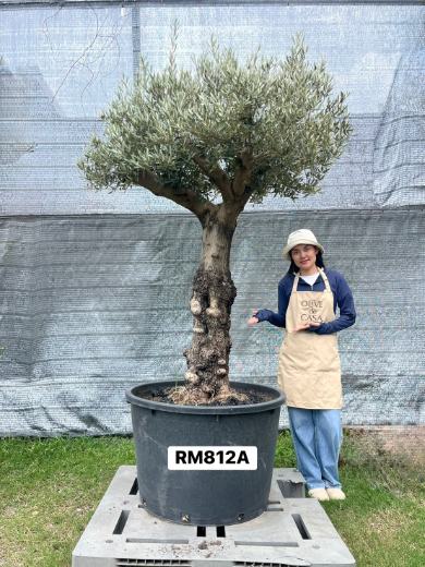 Hot Olive Tree · Promotion