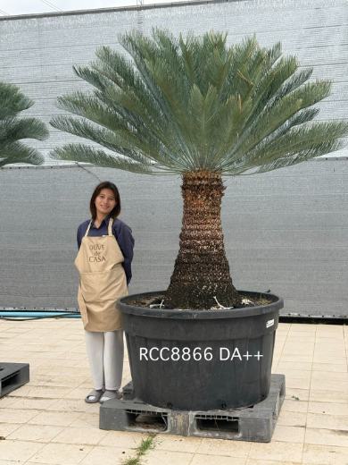 Rare Silver Cycad · DA · 100 cm