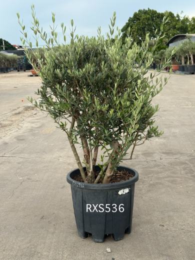 Starter Olive · XS