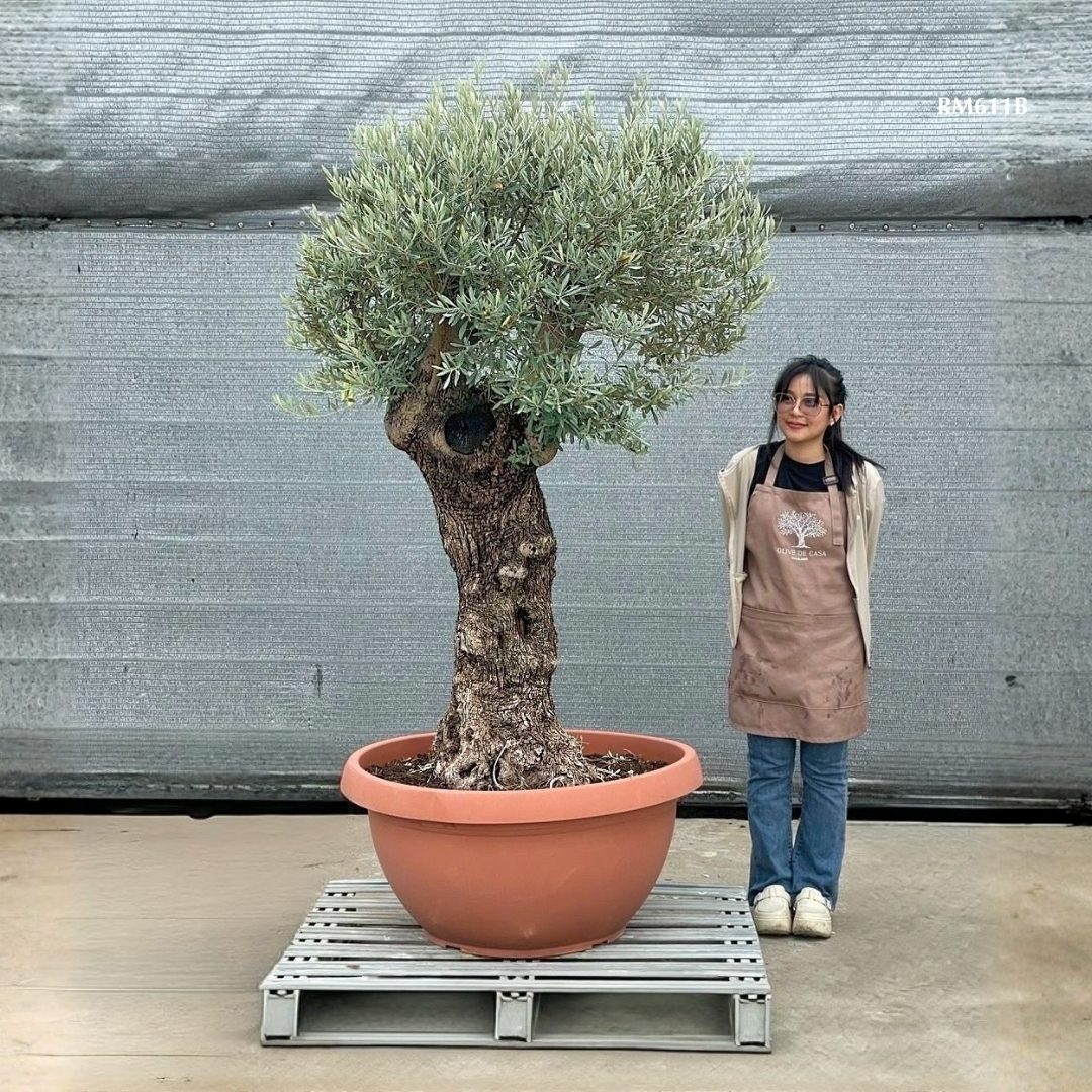 Hot Olive Tree · Promotion