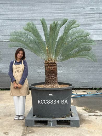 Rare Silver Cycad · BA · 60 cm