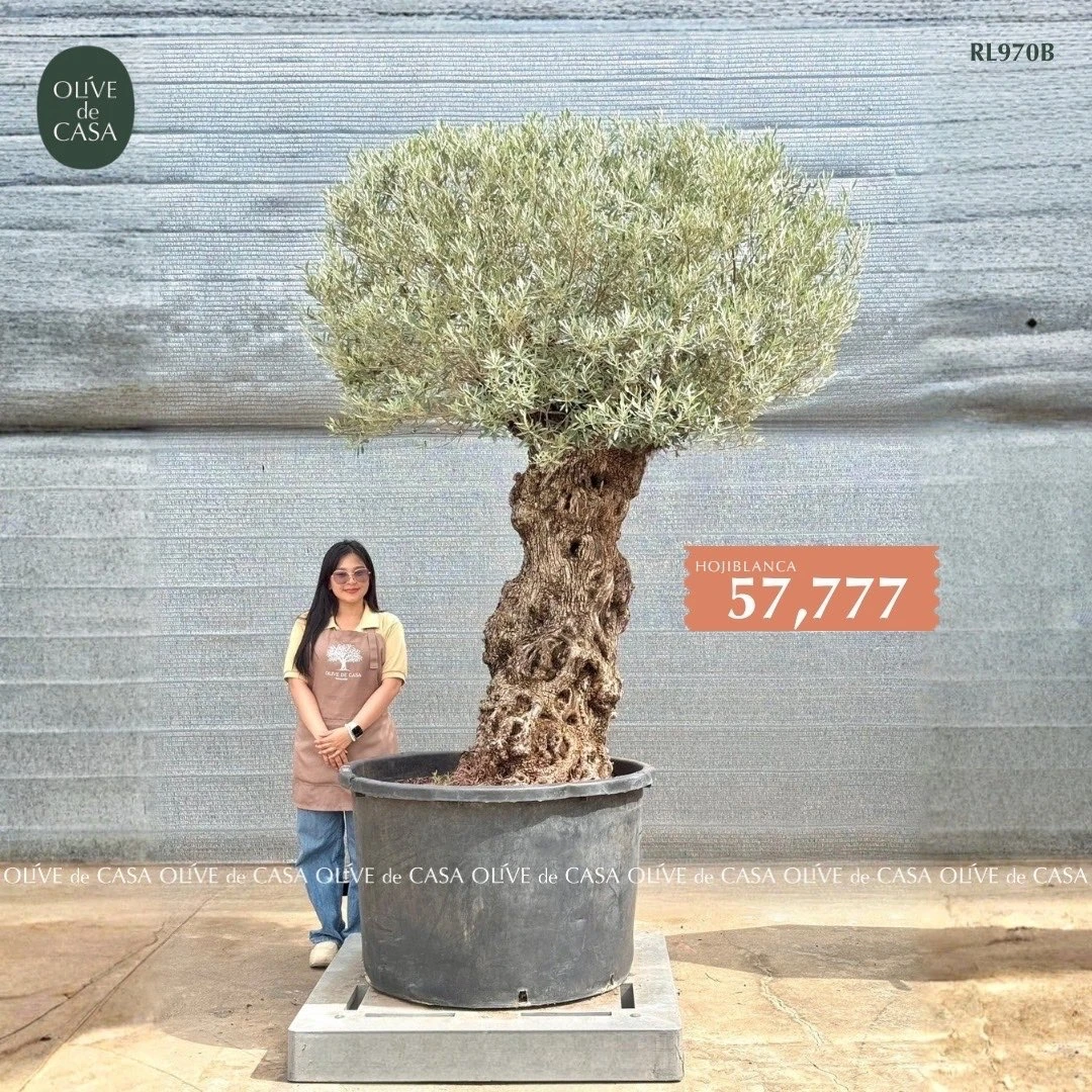Hot Olive Tree · Promotion
