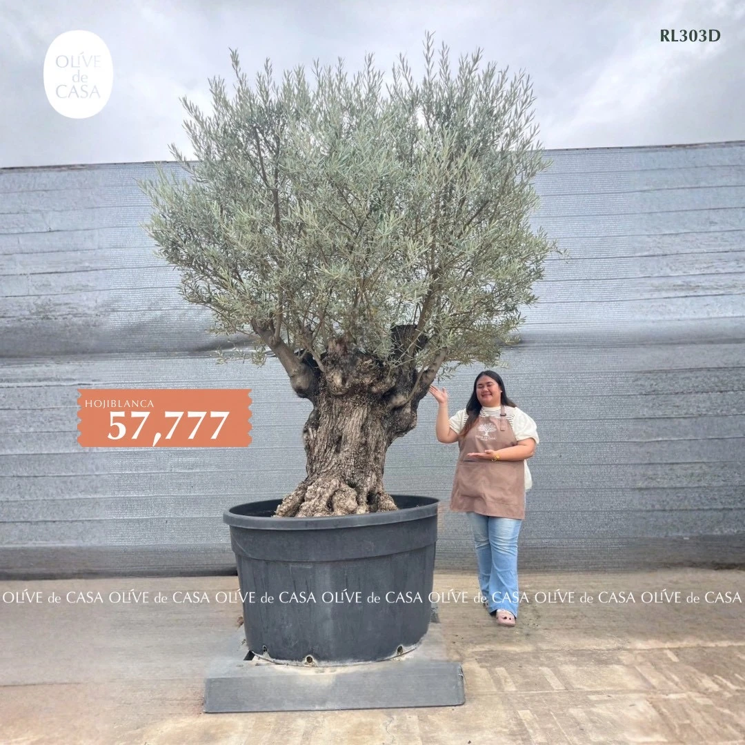 Hot Olive Tree · Promotion