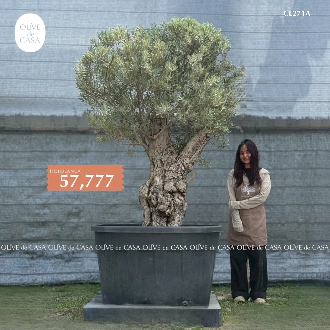 Hot Olive Tree · Promotion