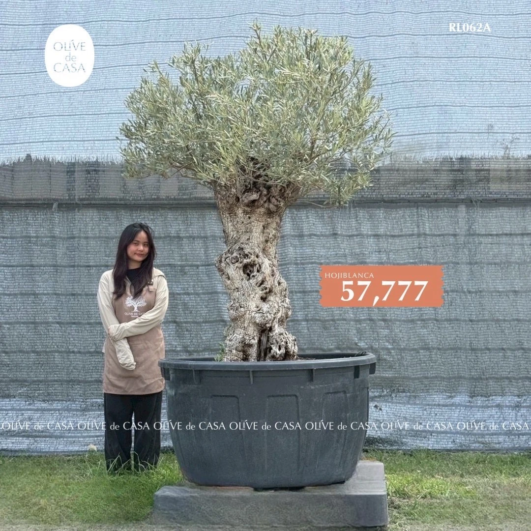 Hot Olive Tree · Promotion