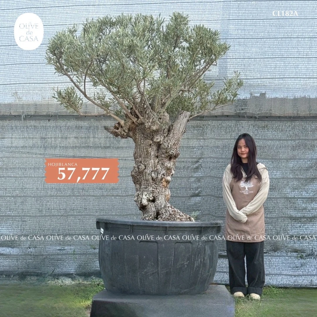 Hot Olive Tree · Promotion