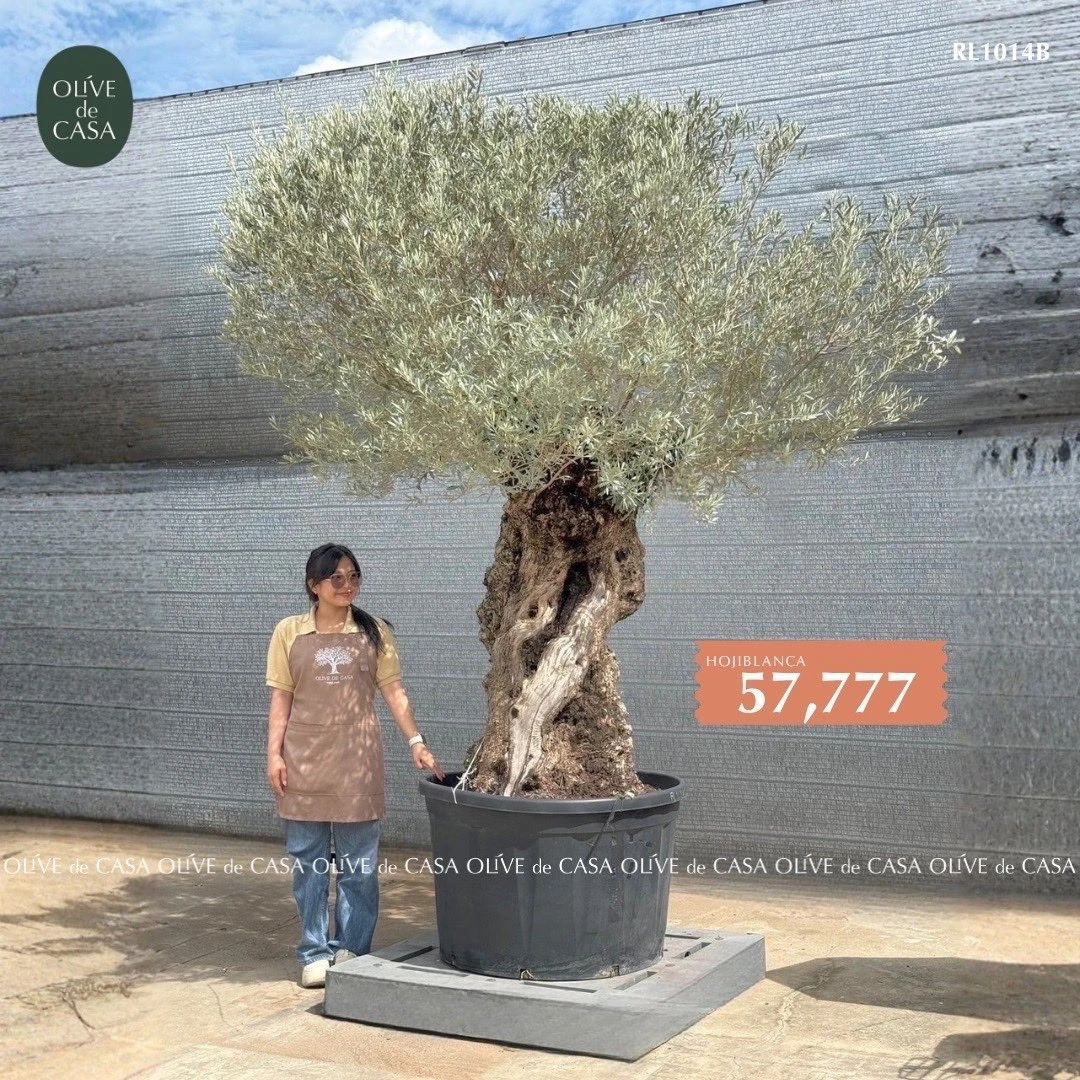 Hot Olive Tree · Promotion